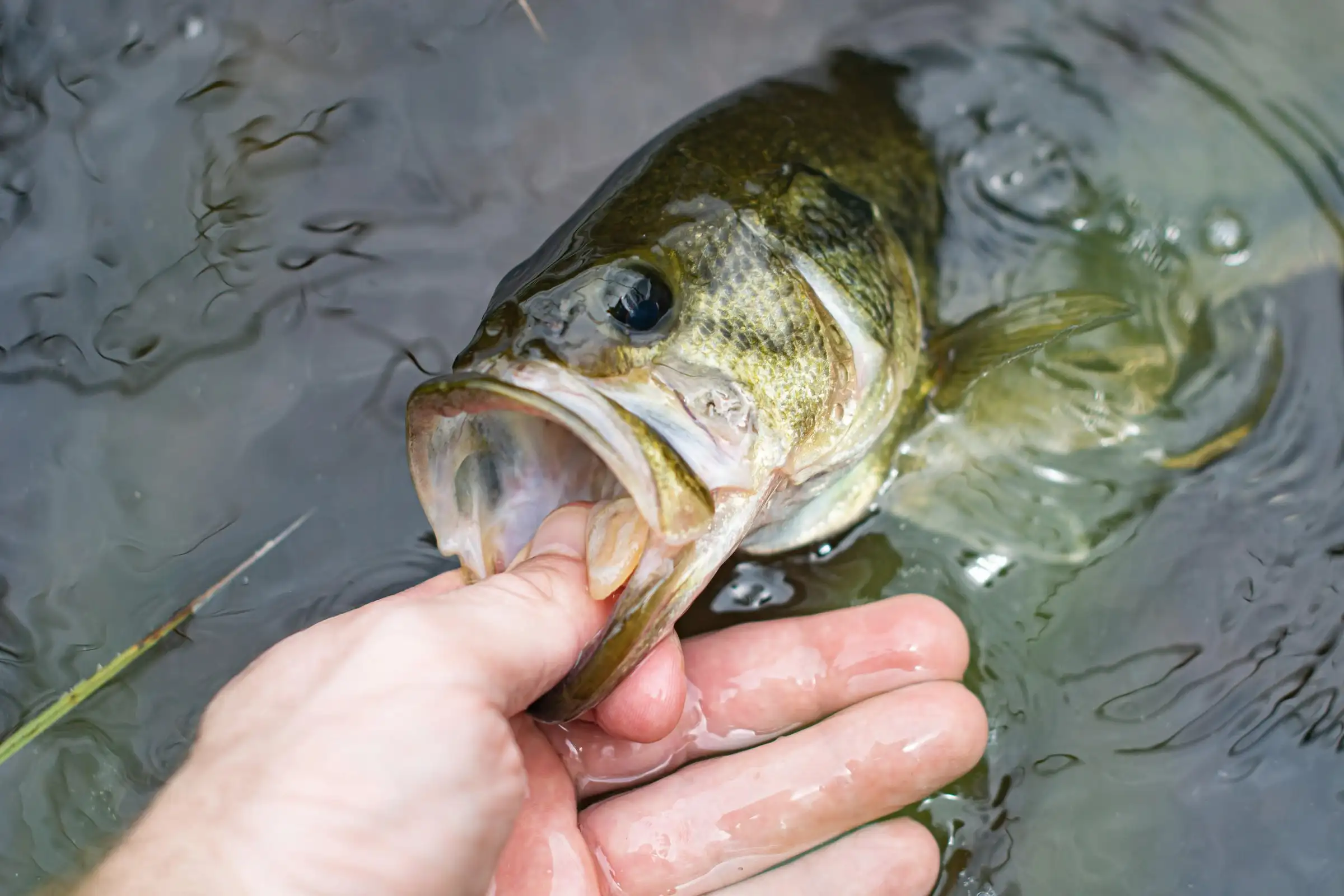 A largemouth bass lifted by the lip from green water