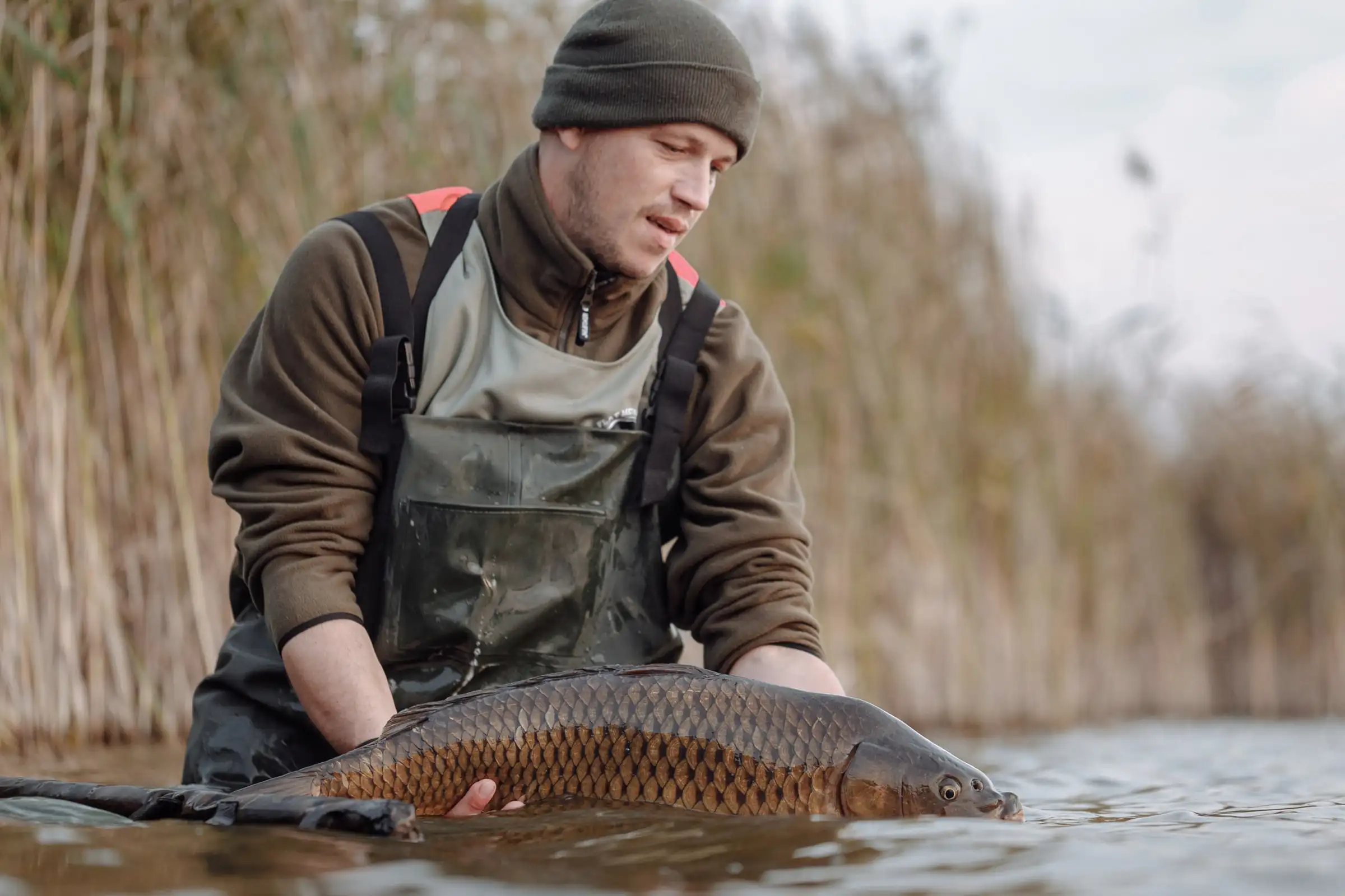 A carp angler kneeling at the water’s edge with a large common carp