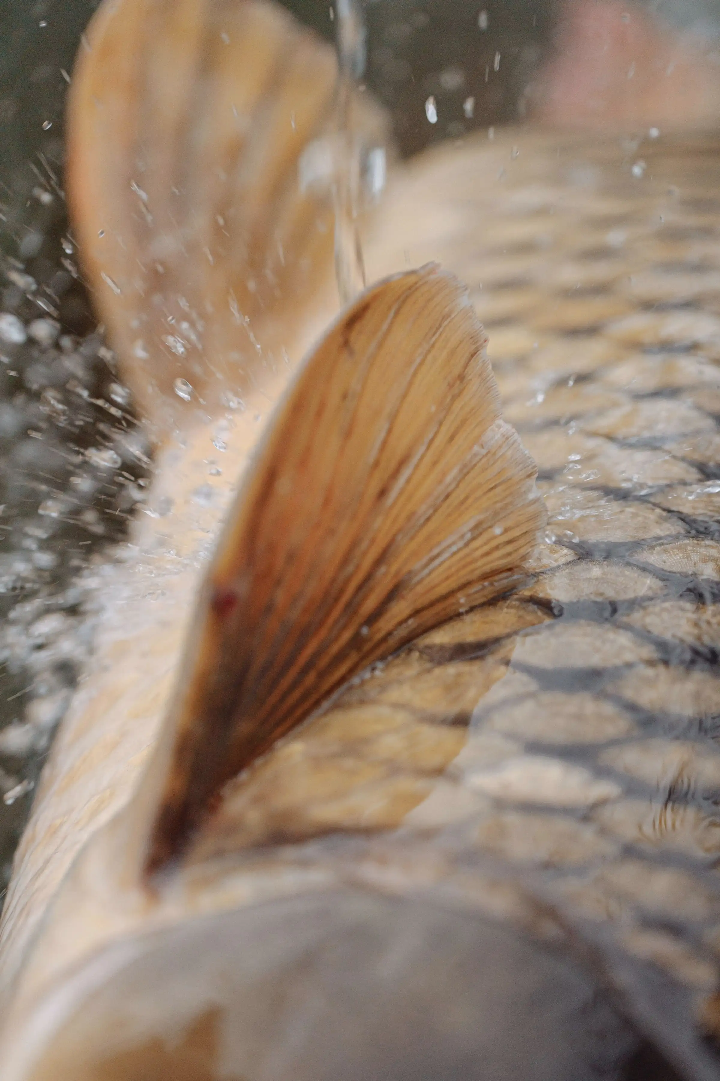 Close up of carp scales and a fin
