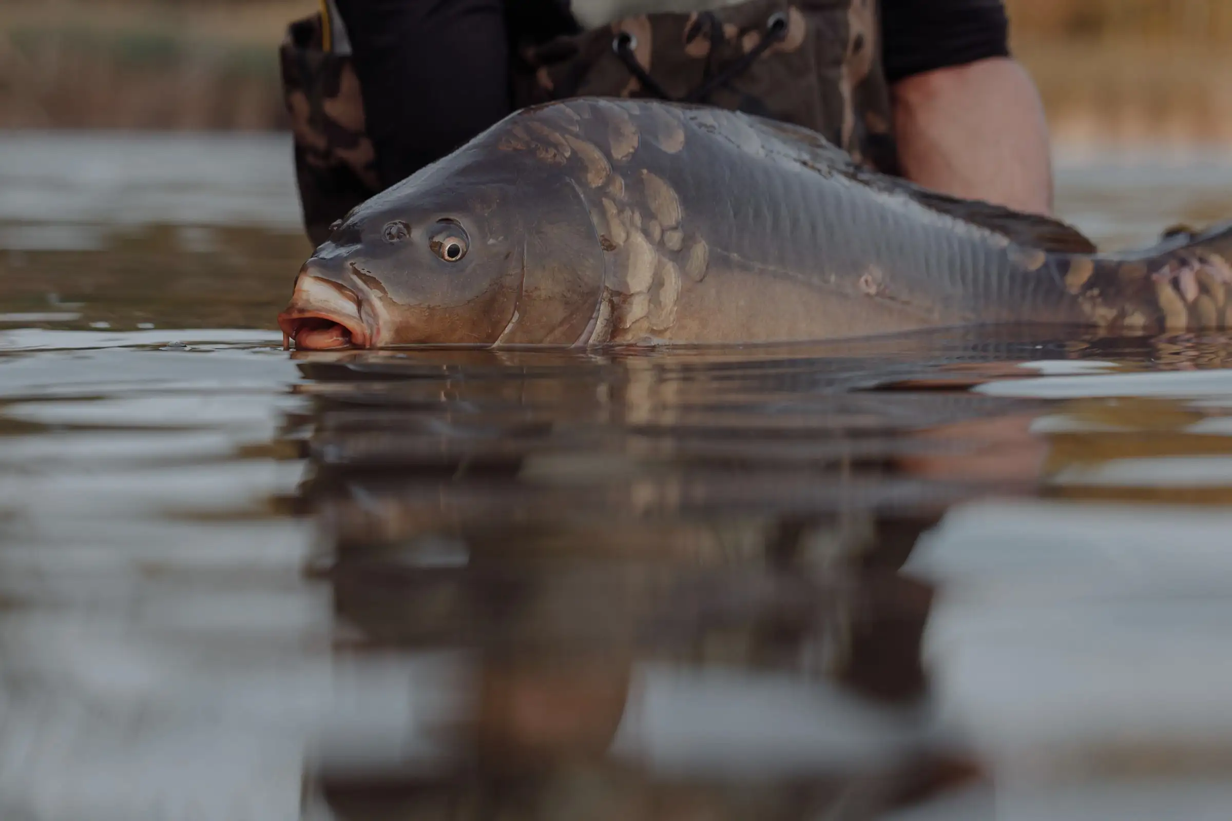 A large carp held just under the surface of calm water