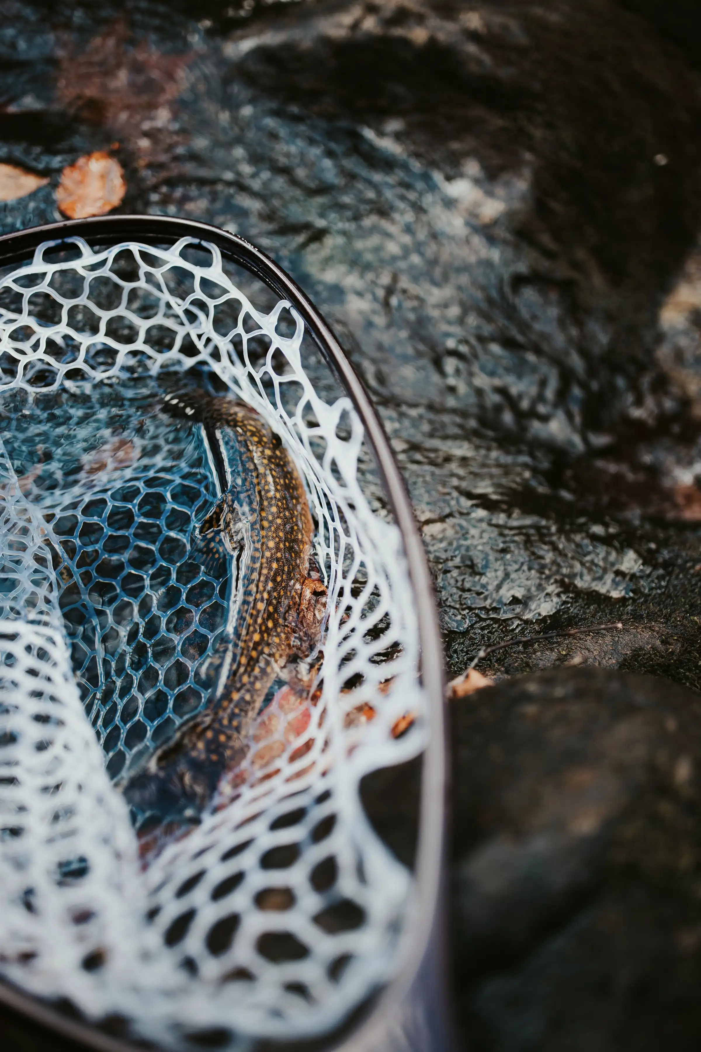 A brown trout in a landing net